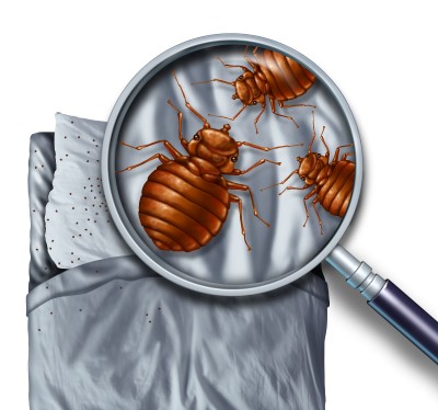 Bed bug control - pest control company