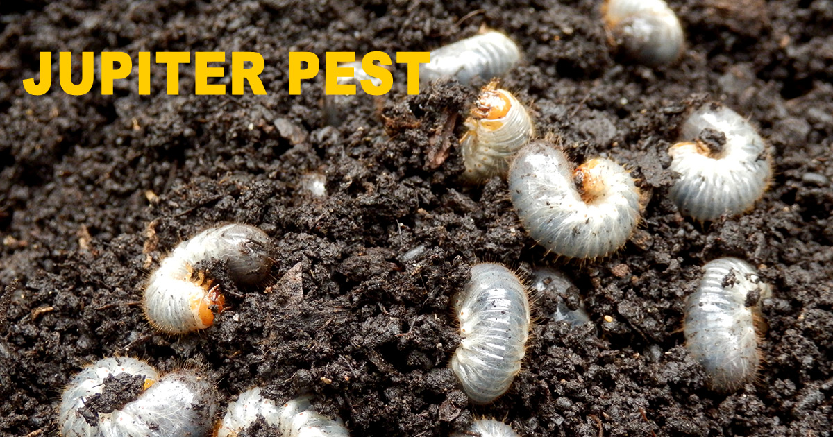 Top Pest Control Company and Termite Control in Jupiter, FL ...