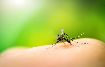 Mosquito control company in Jupiter, FL