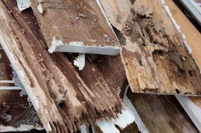 Signs of Termites in Your Home - Jupiter FL