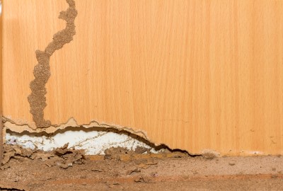 Signs of Termite Damage - Jupiter FL