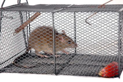 Rodent Control: How to Protect Barns, Sheds, and Outbuildings