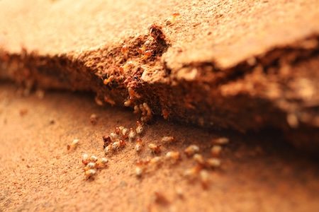 What Are the Signs of a Hidden Termite Infestation in Your Home?