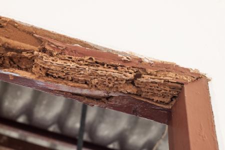 Termite Damage to Your Jupiter, FL, Home: What to Look For Thumbnail