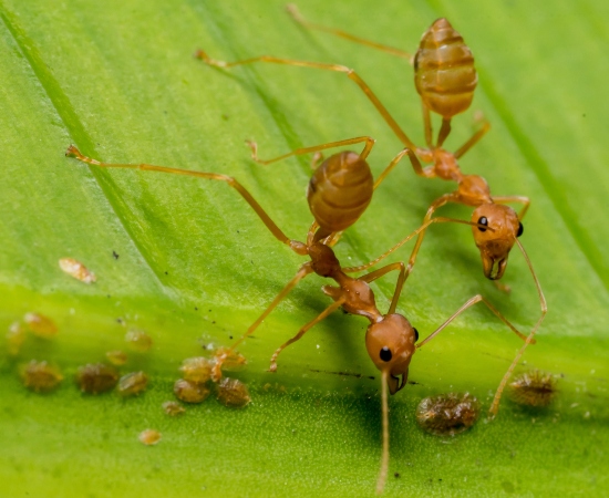 About Jupiterpest.com