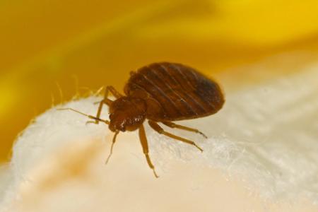 Bed Bugs Thumbnail