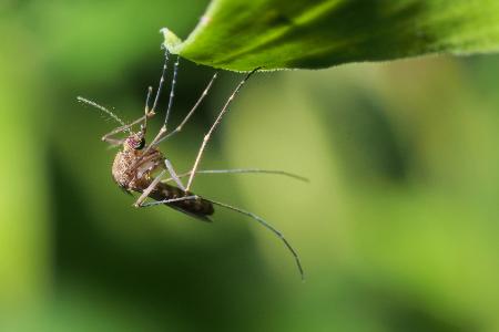Mosquito Control Thumbnail