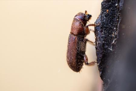 Pine Beetle Treatment Thumbnail